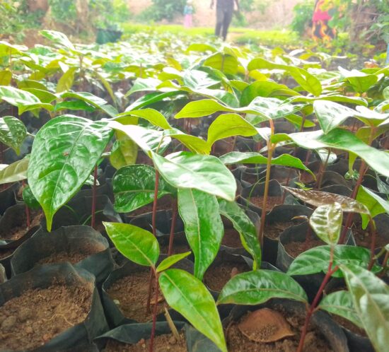 M'bawa (Khaya Nyasica) seedlings