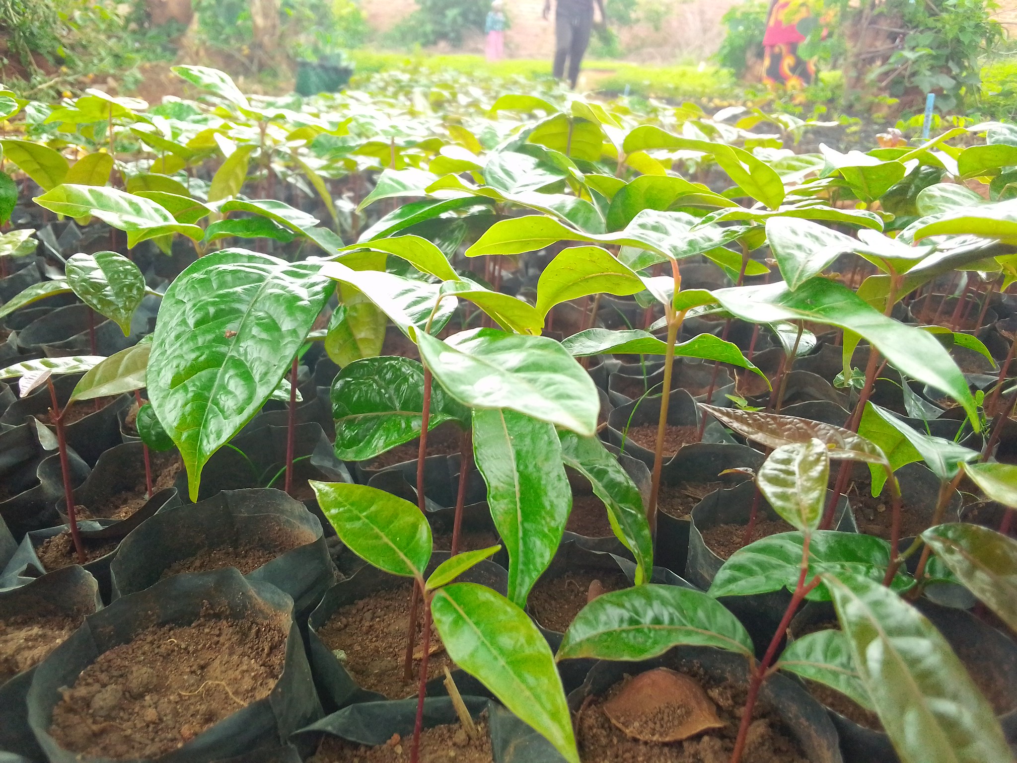 M'bawa (Khaya Nyasica) seedlings