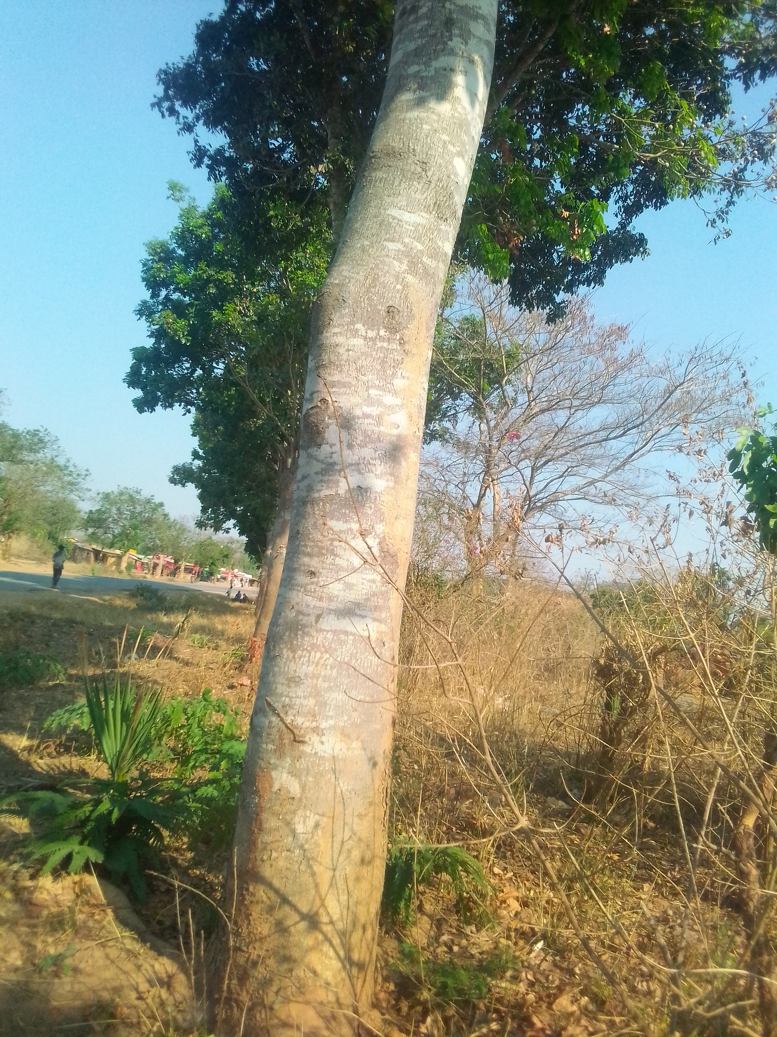 M'bawa ((Khaya Nyasica) tree in Chitipa