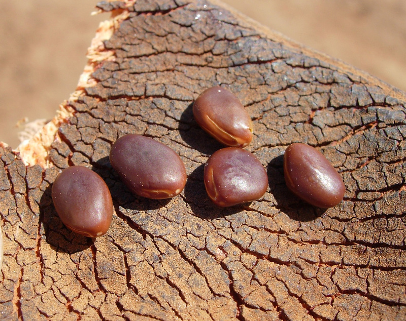 Msekese (Piliostigma thonningii) seeds