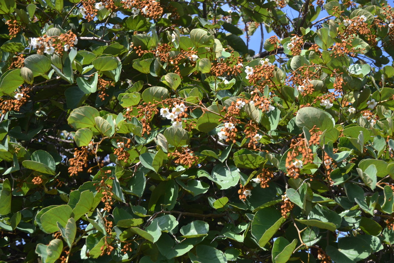 Msekese (Piliostigma thonningii) tree with seeds