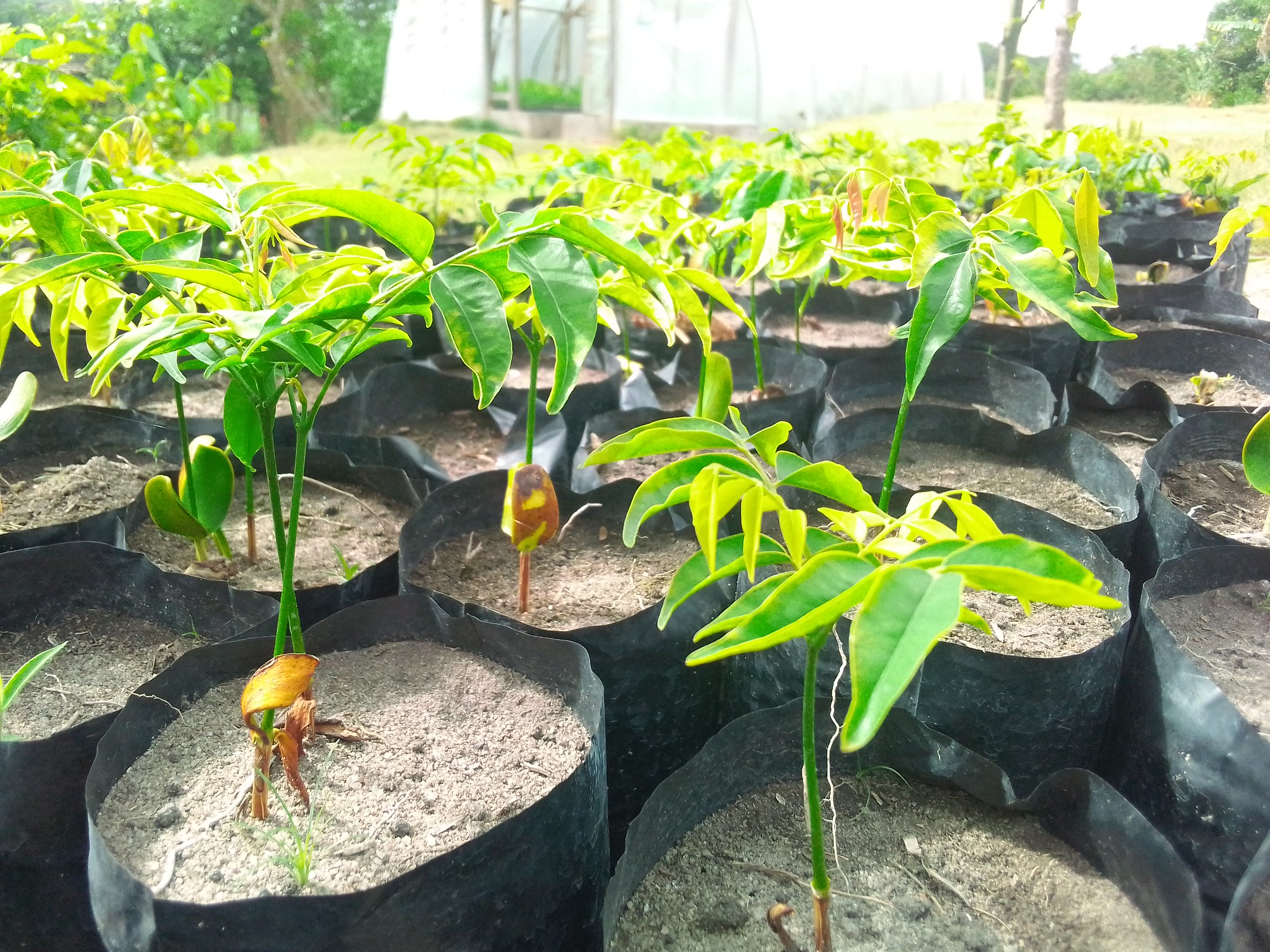 Mwabvi (Erythrophleum suaveolens) seedlings