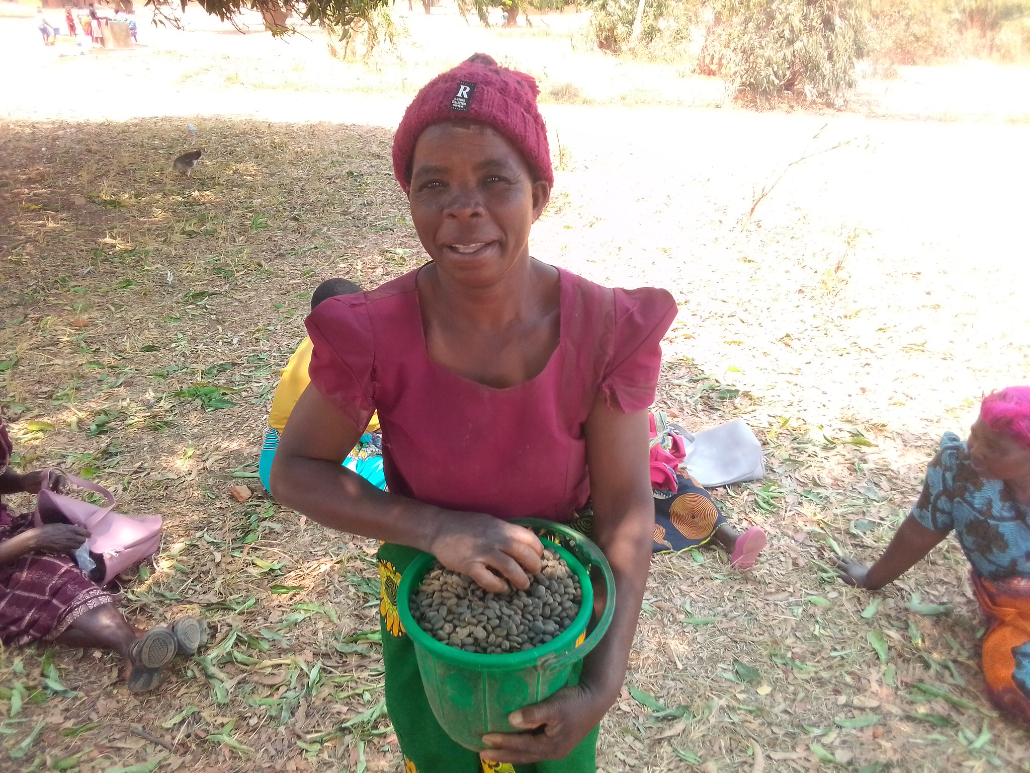 Mwabvi seedlings being distributed in Embangweni