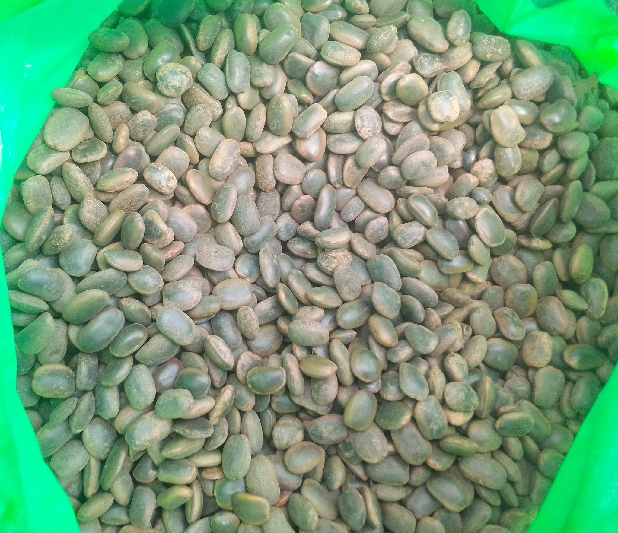 Mwabvi seeds (Erythrophleum suaveolens)