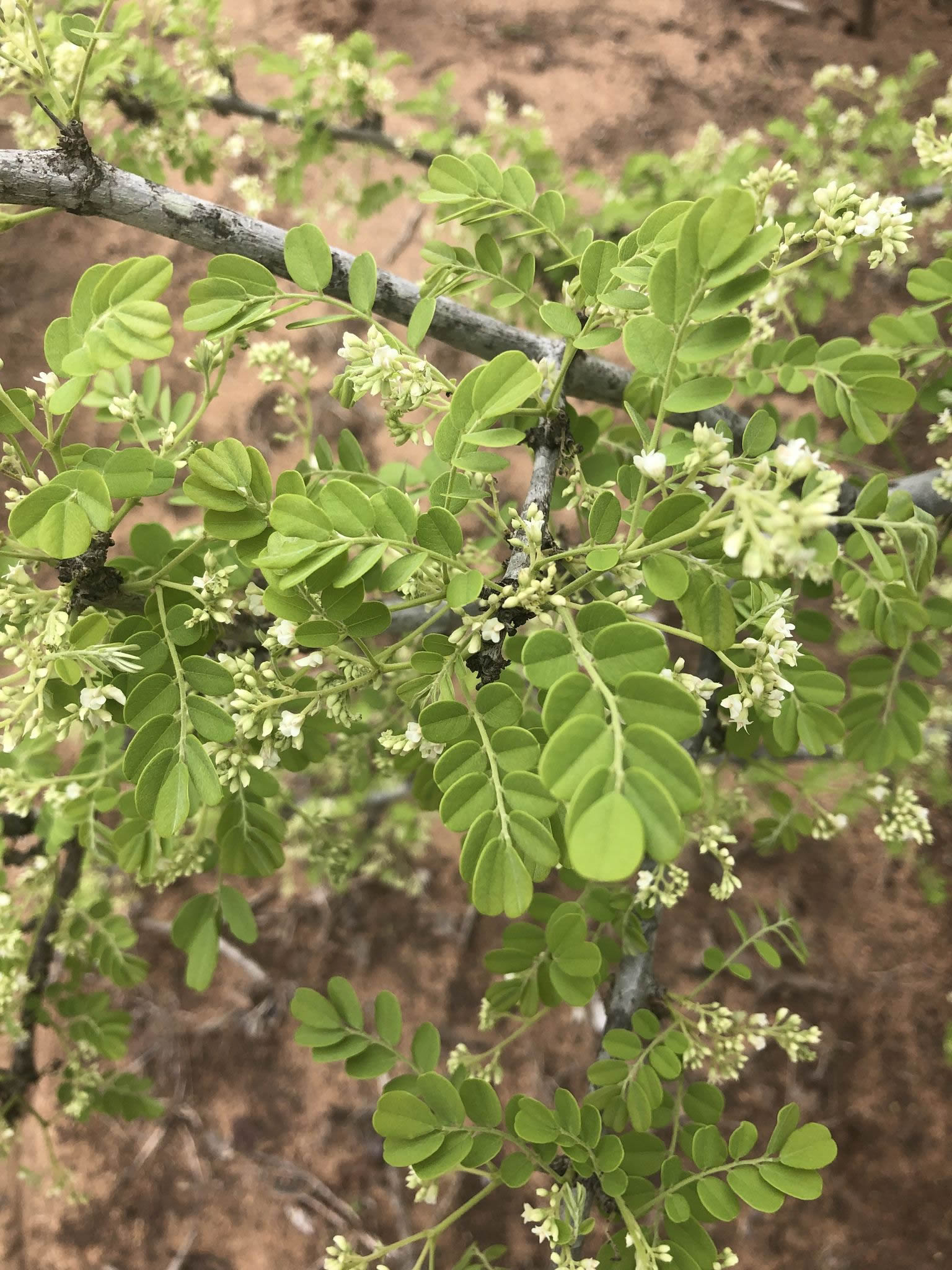 Dalbergia melanoxylon (Phingo) leaves & flowers
