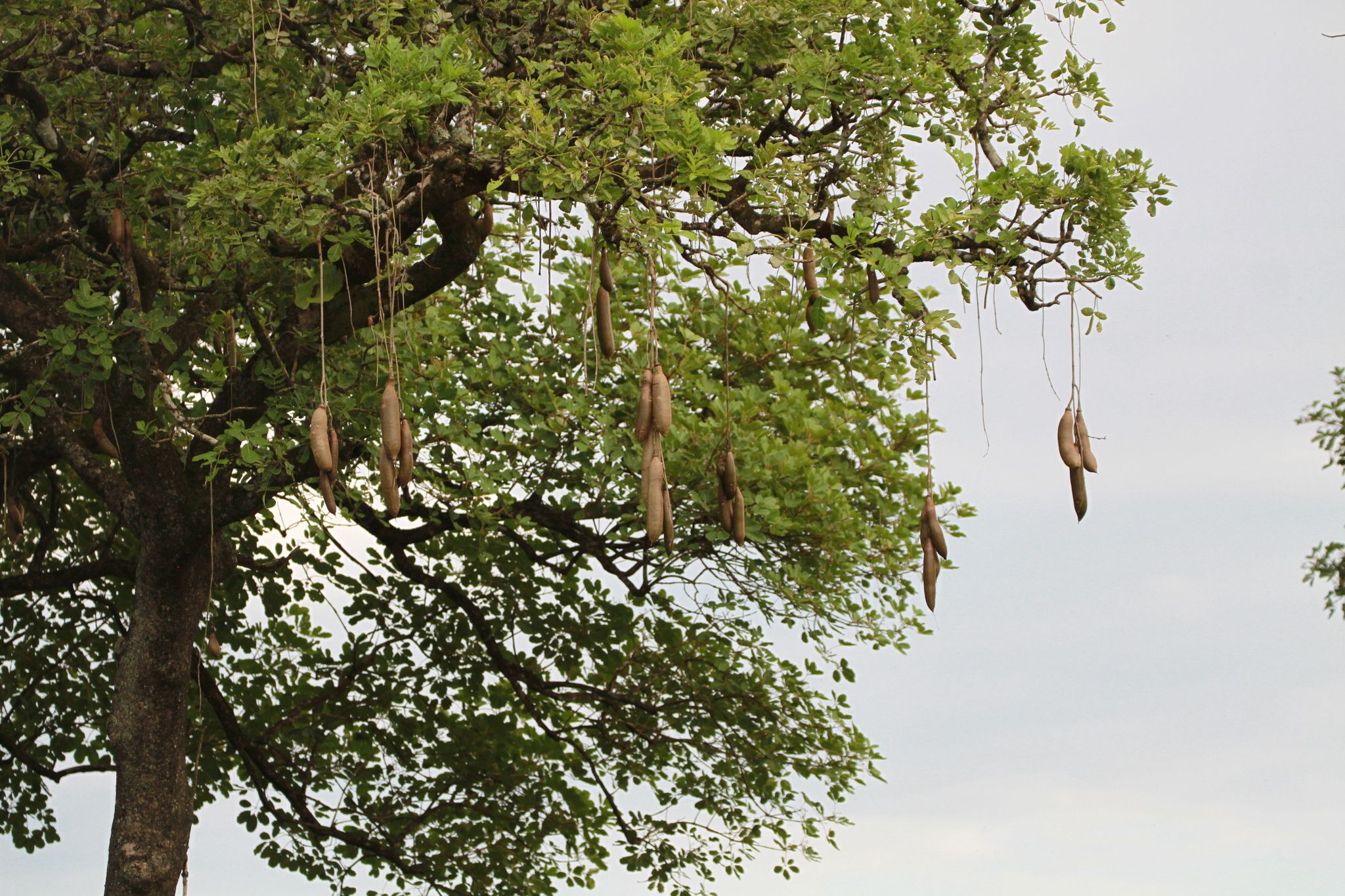 Kigelia Africana (Mvunguti) hanging fruit