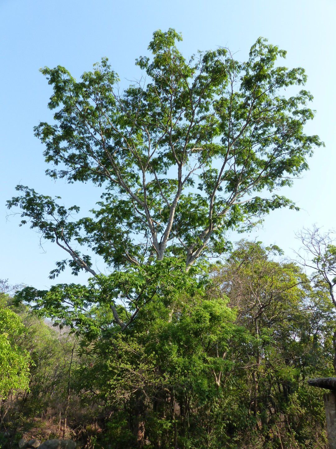 Parkia filicoidea (Mkundi) tree
