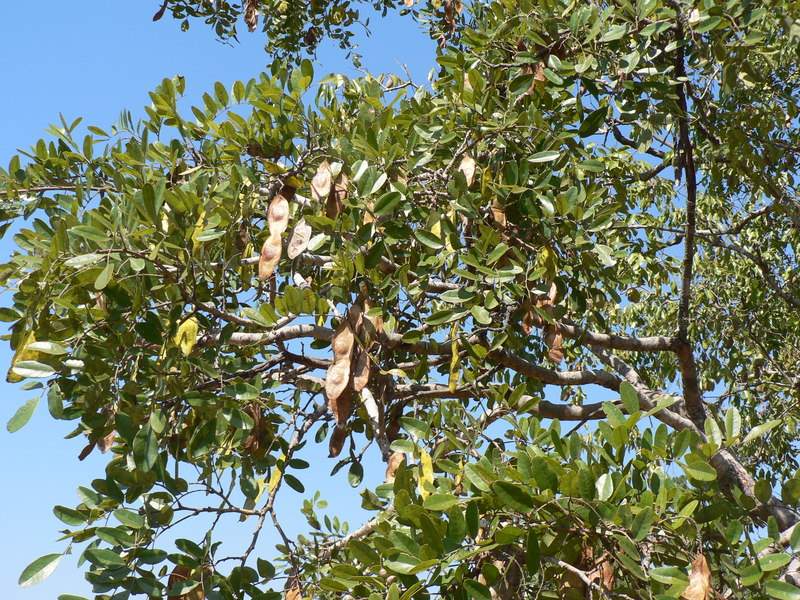 Pericopsis angolensis (Muwanga) seedpods