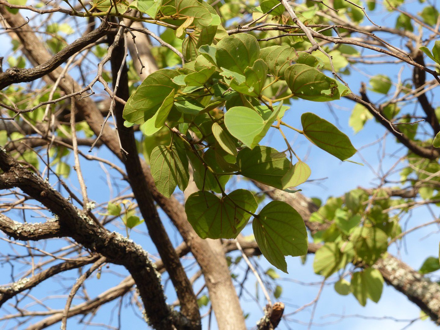 Piliostigma thonningii (Msekese) leaves