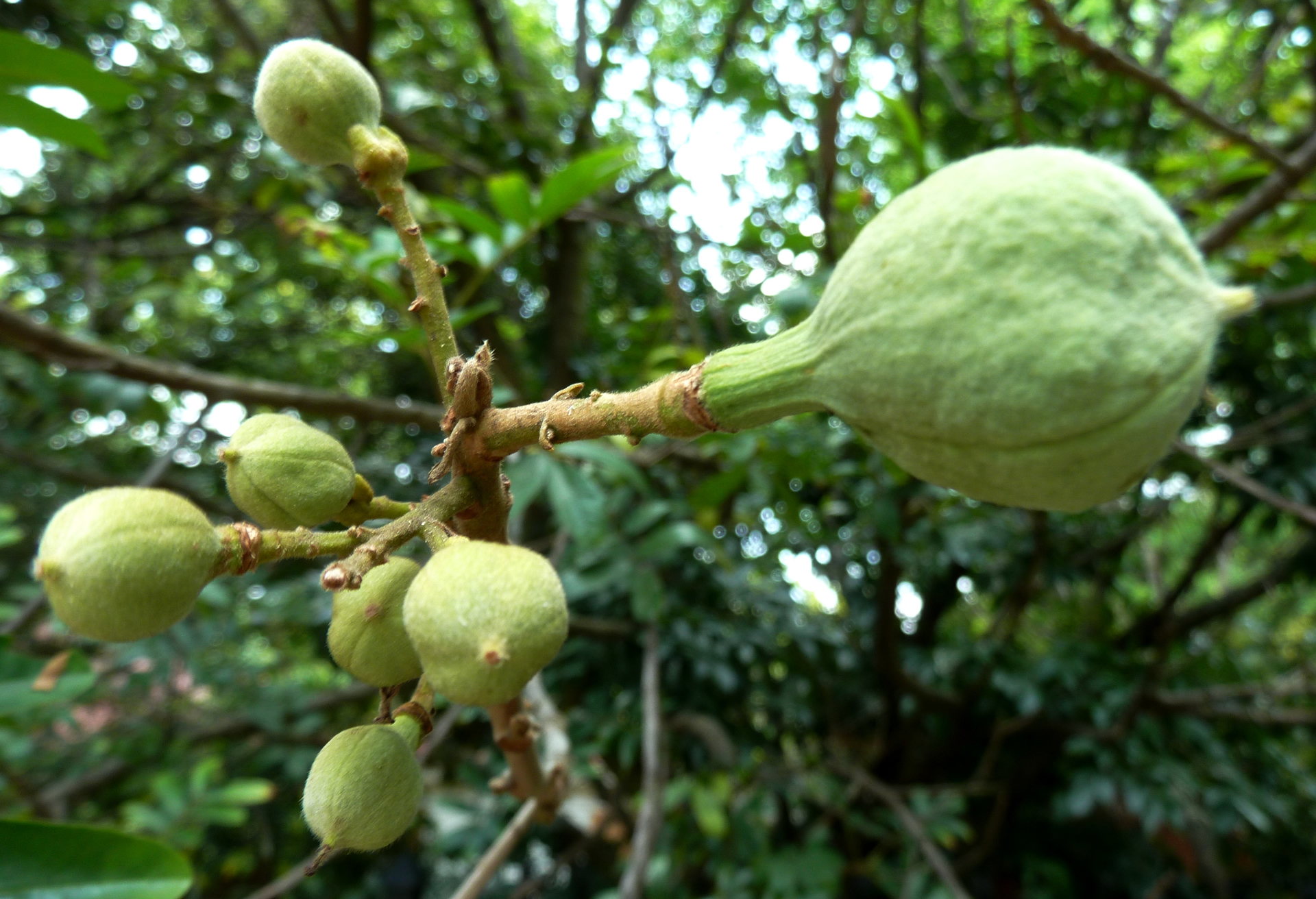 Trichilia emetica (Msikidzi) developing fruit