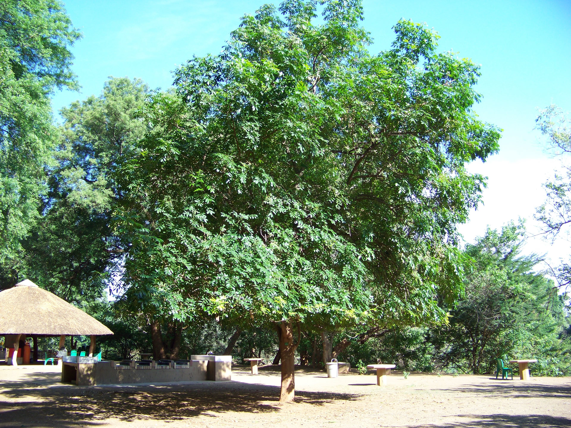 Trichilia emetica (Msikidzi) tree