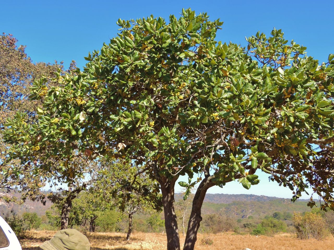 Uapaca kirkiana (Masuku) tree