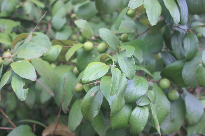 Ziziphus abyssinica (Kankhande) leaves