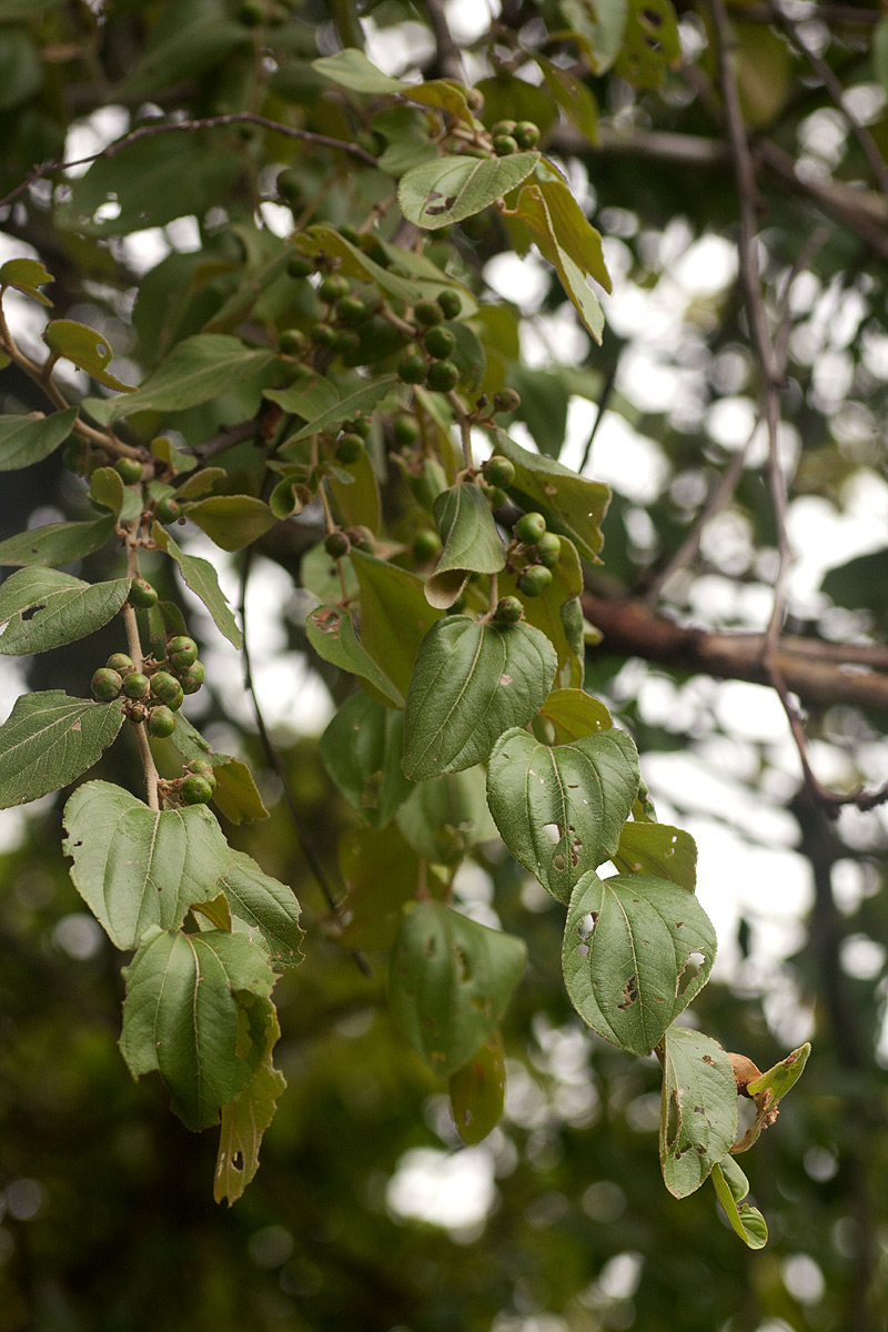 Ziziphus abyssinica (Kankhande) tree