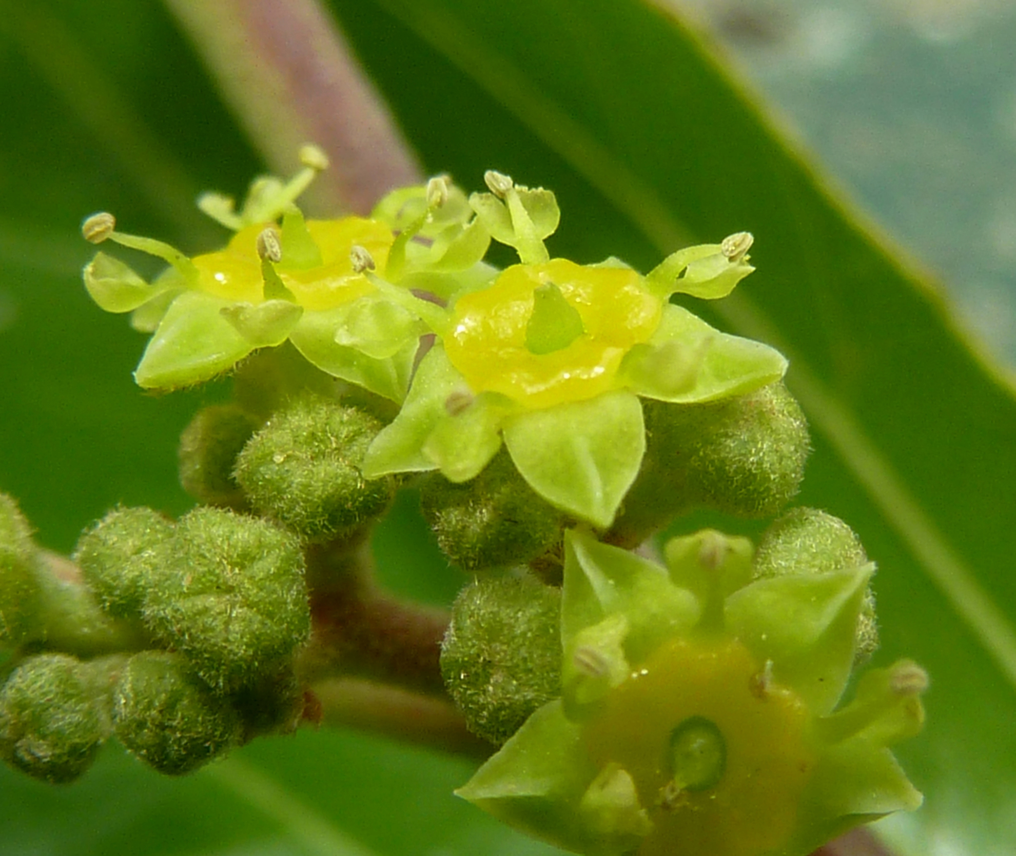 Ziziphus mucronata (Kankhande) flowers