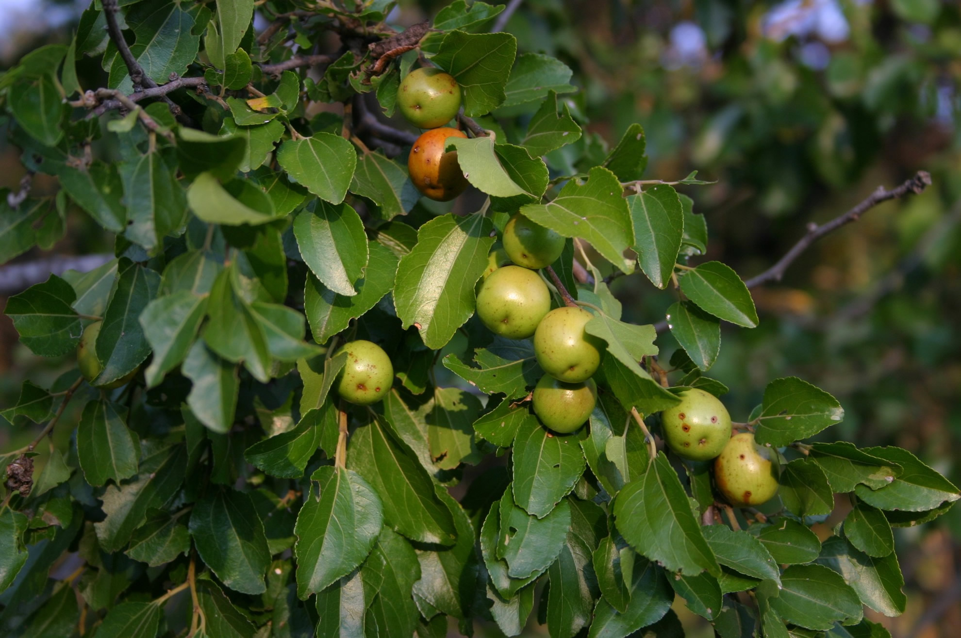Ziziphus mucronata (Kankhande) fruit